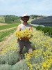 Elicriso Italicum, fiori essiccati 40-500g, 1kg-Erbe essiccate