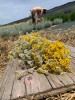 Helichrysum Italicum, Herbal tea 60g