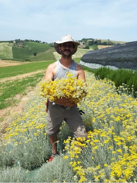 Helichrysum Italicum oil 50 ml -  Infused Oil Extract