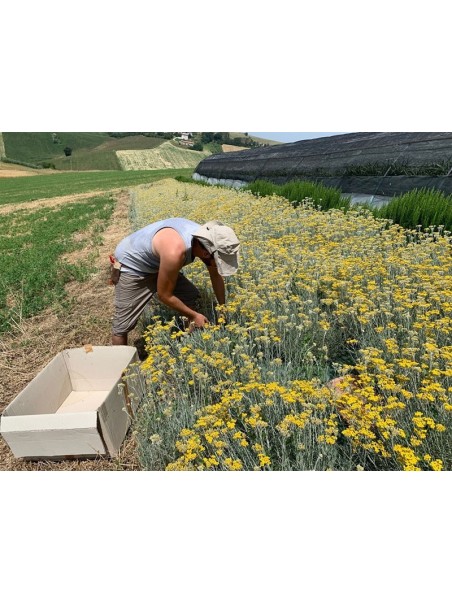 Helichrysum Italicum oil 50 ml -  Infused Oil Extract