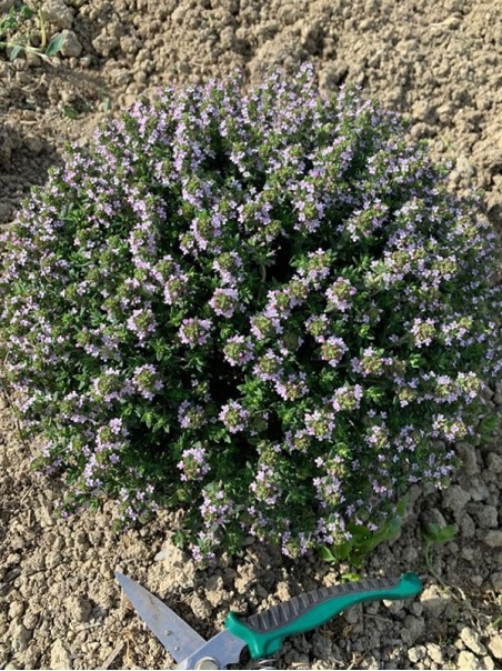 Thyme (Thymus vulgaris), herbal tea
