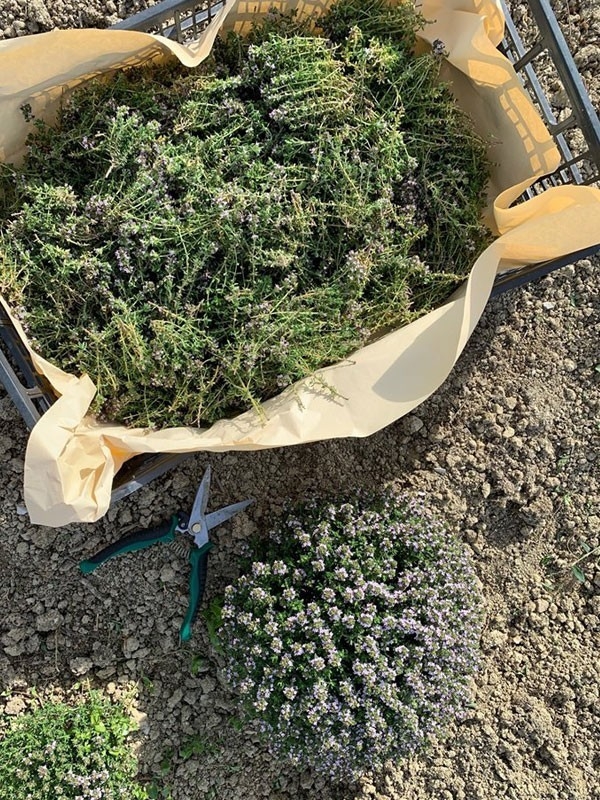 Timo Vulgaris, tisana 70-500g e 1kg-Tisane digestive