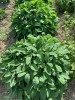 Salvia Officinalis, Tisana 60-500g, 1kg-Tisane depurative