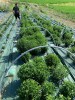 Stevia Rebaudiana, Tisana 50-500g e 1kg-Erbe essiccate