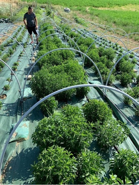 Stevia Rebaudiana, dried leaves