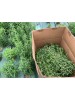 Stevia Rebaudiana, Tisana 50-500g e 1kg-Erbe essiccate