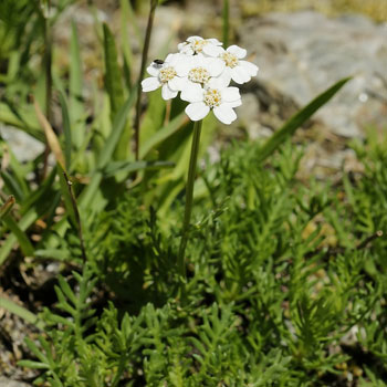achillea erba rotta