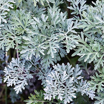 Artemisia absinthium