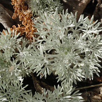 Artemisia pedemontana