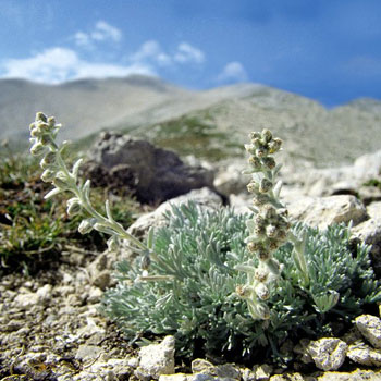 artemisia umbelliformis