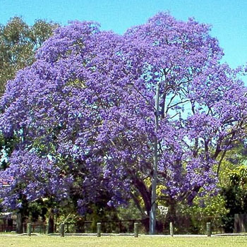 Jacaranda caroba