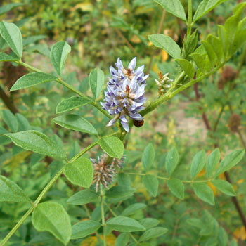 Liquirizia glycyrrhiza