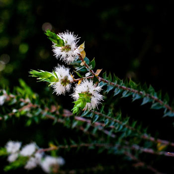 Melaleuca alternifolia