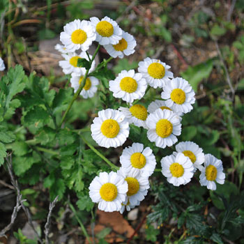 Partenio Tanacetum parthenium