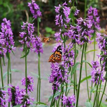 Stachys officinalis