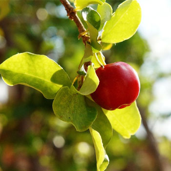 acerola