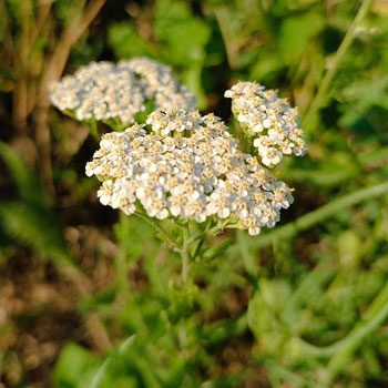 achillea