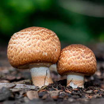 agaricus blazei murrill