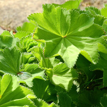 alchemilla