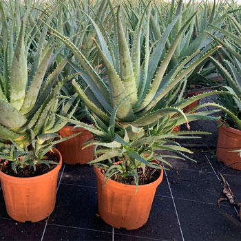 aloe arborescens frutescens
