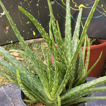 aloe chinensis