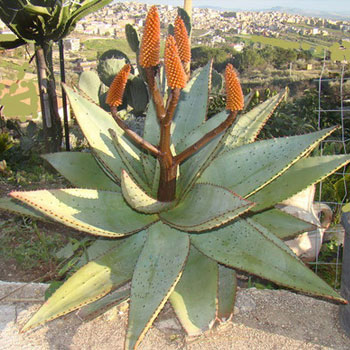 aloe ferox