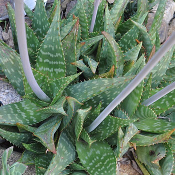 aloe saponaria