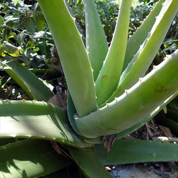 aloe vera aloe barbadensis