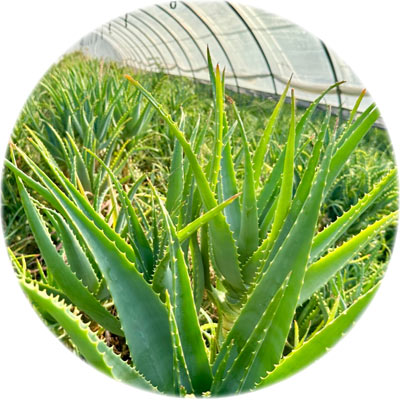Aloe arborescens