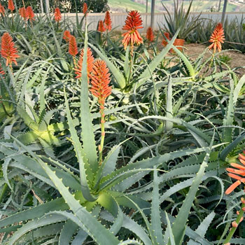 aloe arborescens miller