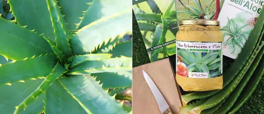 aloe arborescens padre romano zago