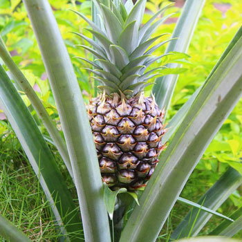 ananas