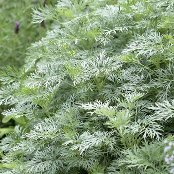 artemisia arborescens