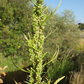 artemisia biennis