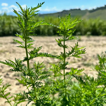 artemisia annua
