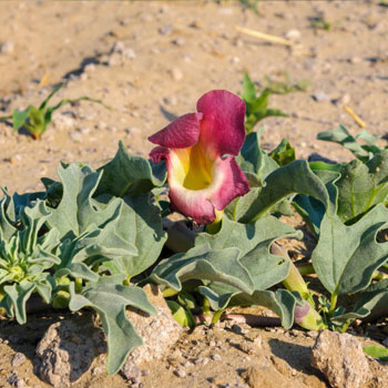 artiglio del diavolo