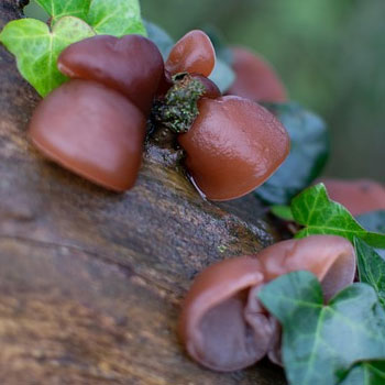 auricularia fungo