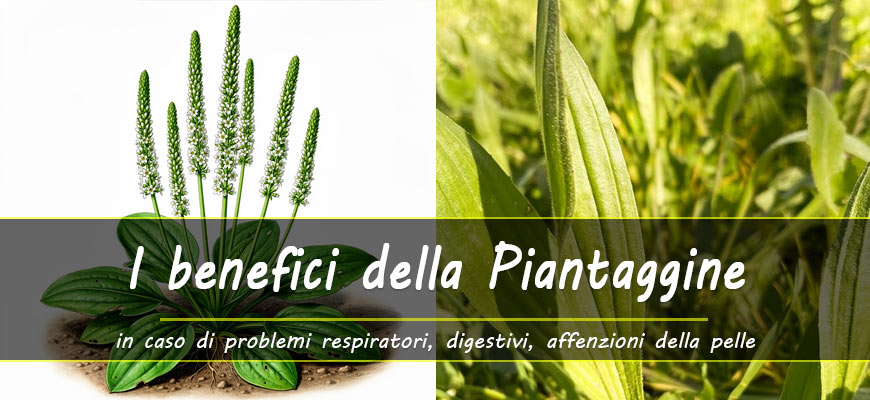 benefici della Piantaggine
