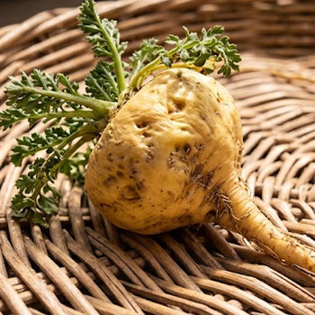 radice di maca