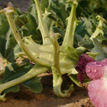 artiglio del diavolo