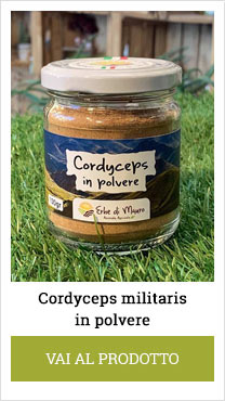 cordyceps powder