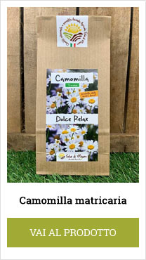 chamomile tea matricaria
