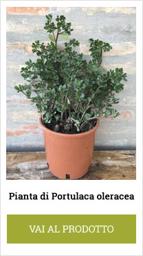 sale of portulaca oleracea plant