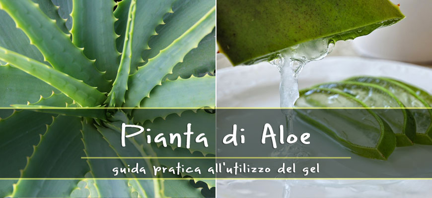 aloe guida utilizzo