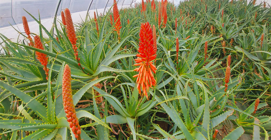 Proprietà curative dell'Aloe Arborescens - di Mauro