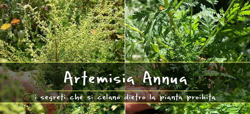 artemisia annua proprietà