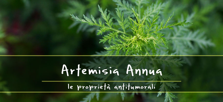 artemisia annua