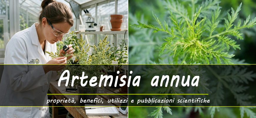 benefici proprietà artemisi annua
