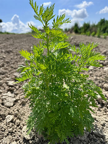 pianta artemisia annua