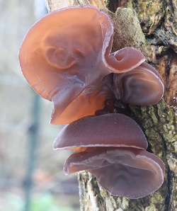 proprietà auricularia